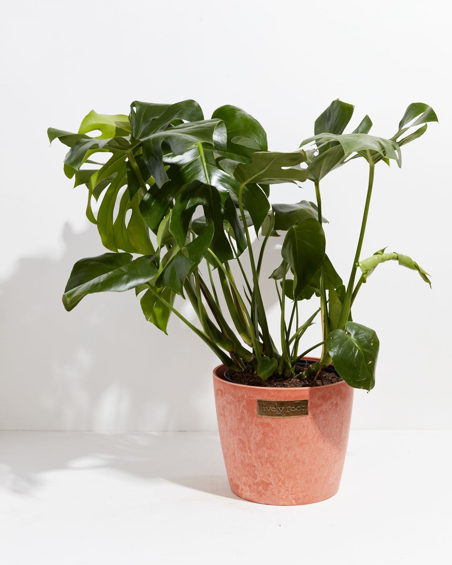 Lively Root - Monstera Deliciosa (Split Leaf Philodendron)