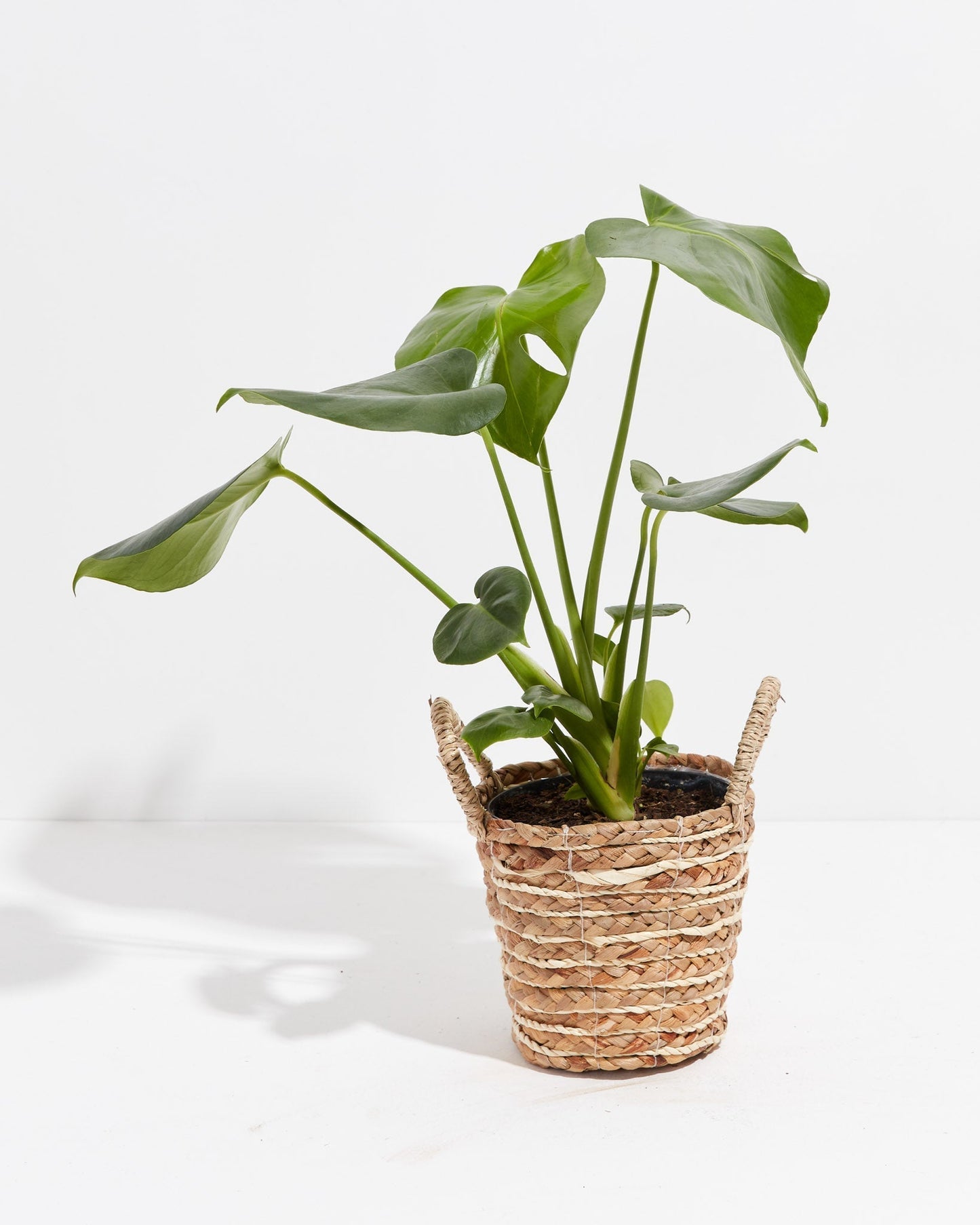 Lively Root - Monstera Deliciosa (Split Leaf Philodendron)