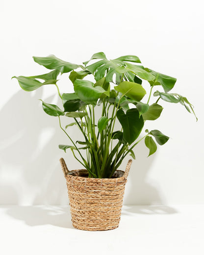 Lively Root - Monstera Deliciosa (Split Leaf Philodendron)