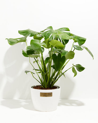 Lively Root - Monstera Deliciosa (Split Leaf Philodendron)