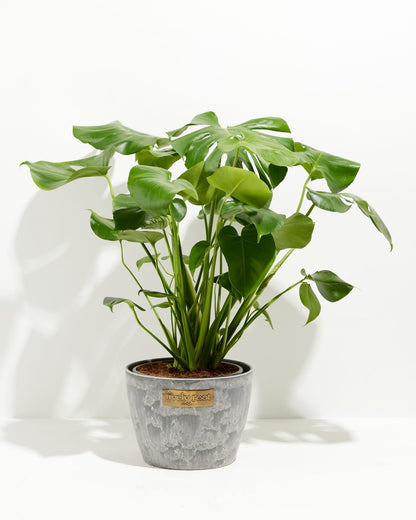Lively Root - Monstera Deliciosa (Split Leaf Philodendron)