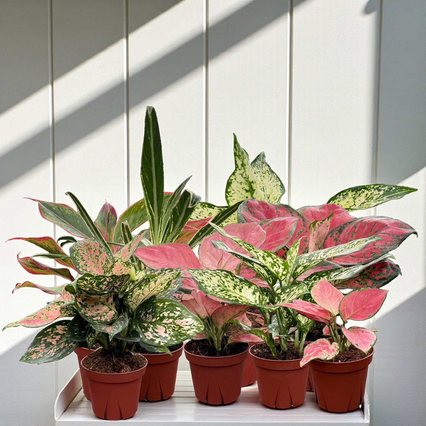 Coolective Plants - Aglaonema Assorted Collection Pack 4" Nursery Pot (Grower's Choice)