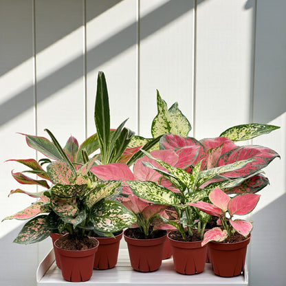 Coolective Plants - Aglaonema Assorted Collection Pack 4" Nursery Pot (Grower's Choice)