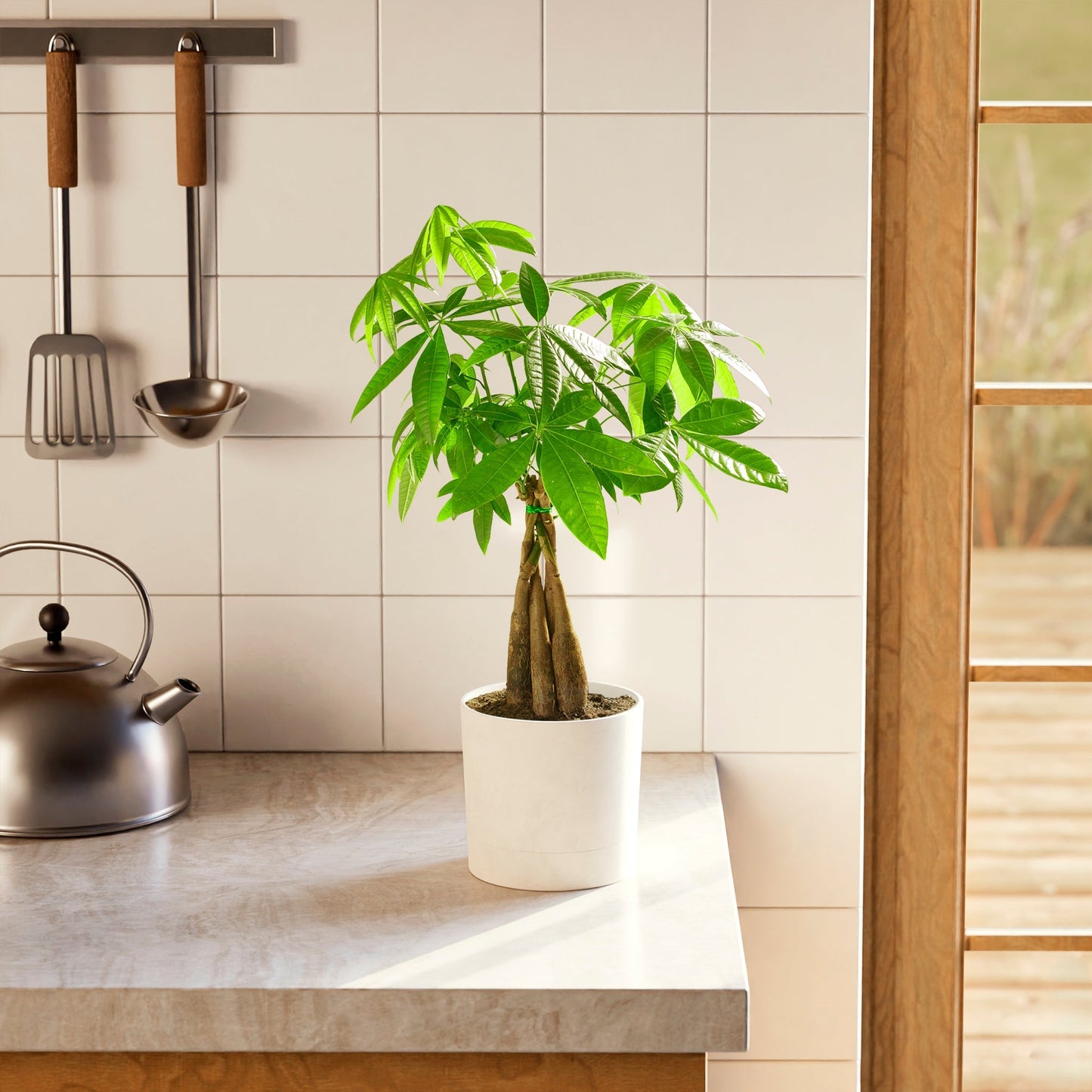 Lively Root - Money Tree Plant