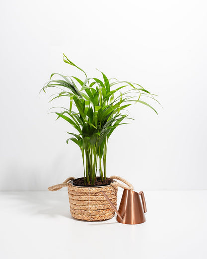 Lively Root - Areca Palm Indoor Tree
