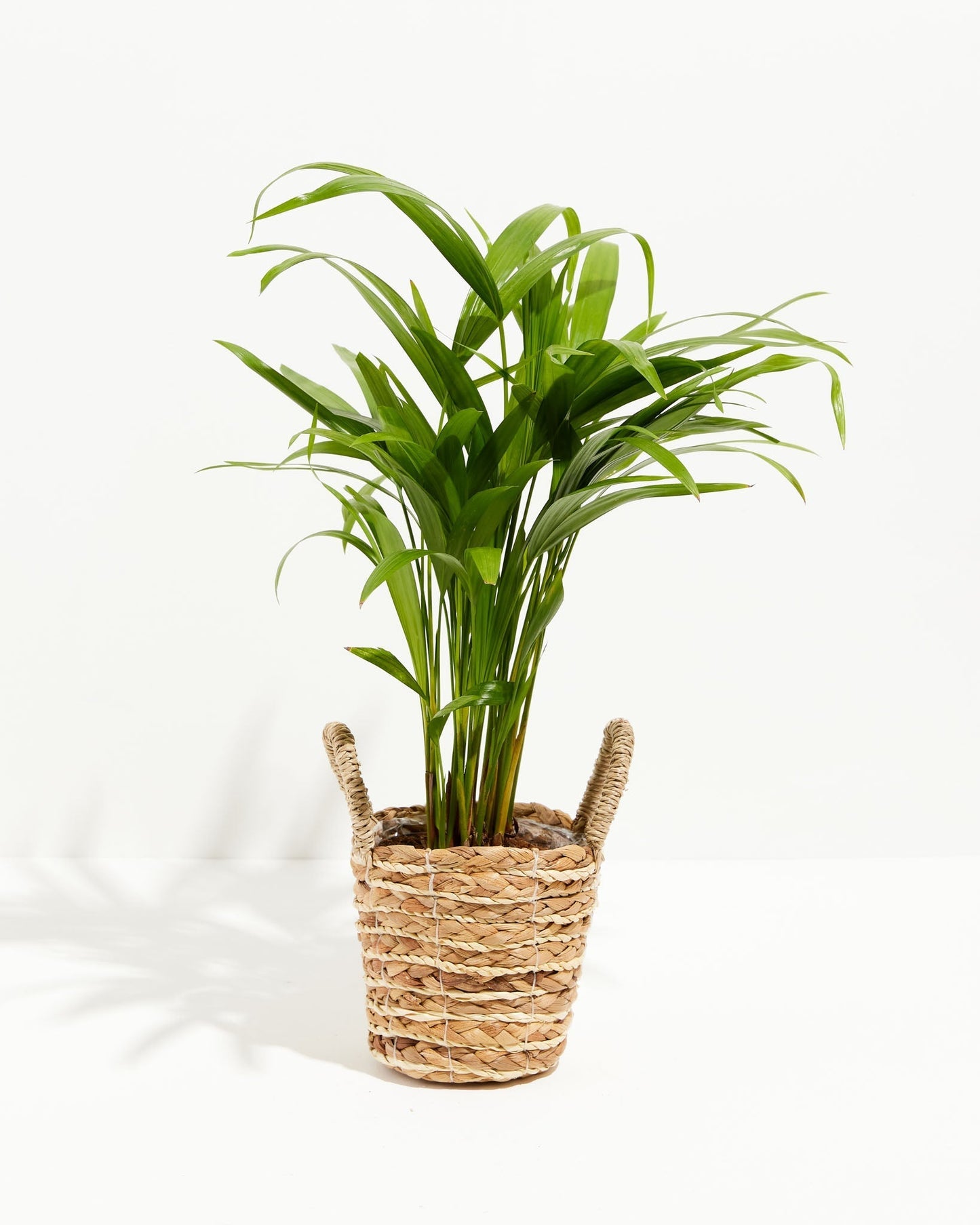 Lively Root - Areca Palm Indoor Tree