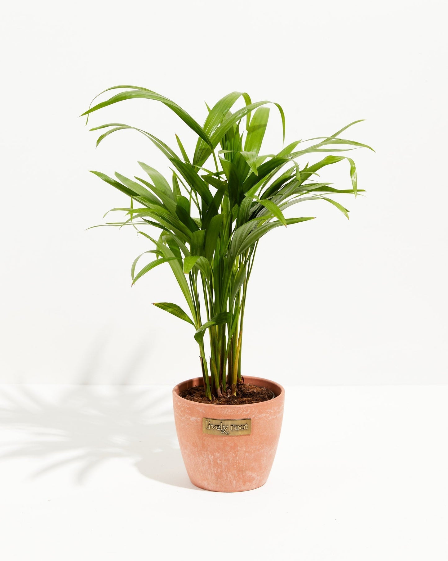 Lively Root - Areca Palm Indoor Tree