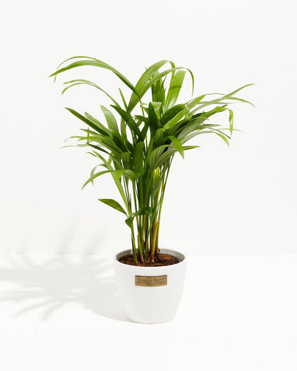 Lively Root - Areca Palm Indoor Tree