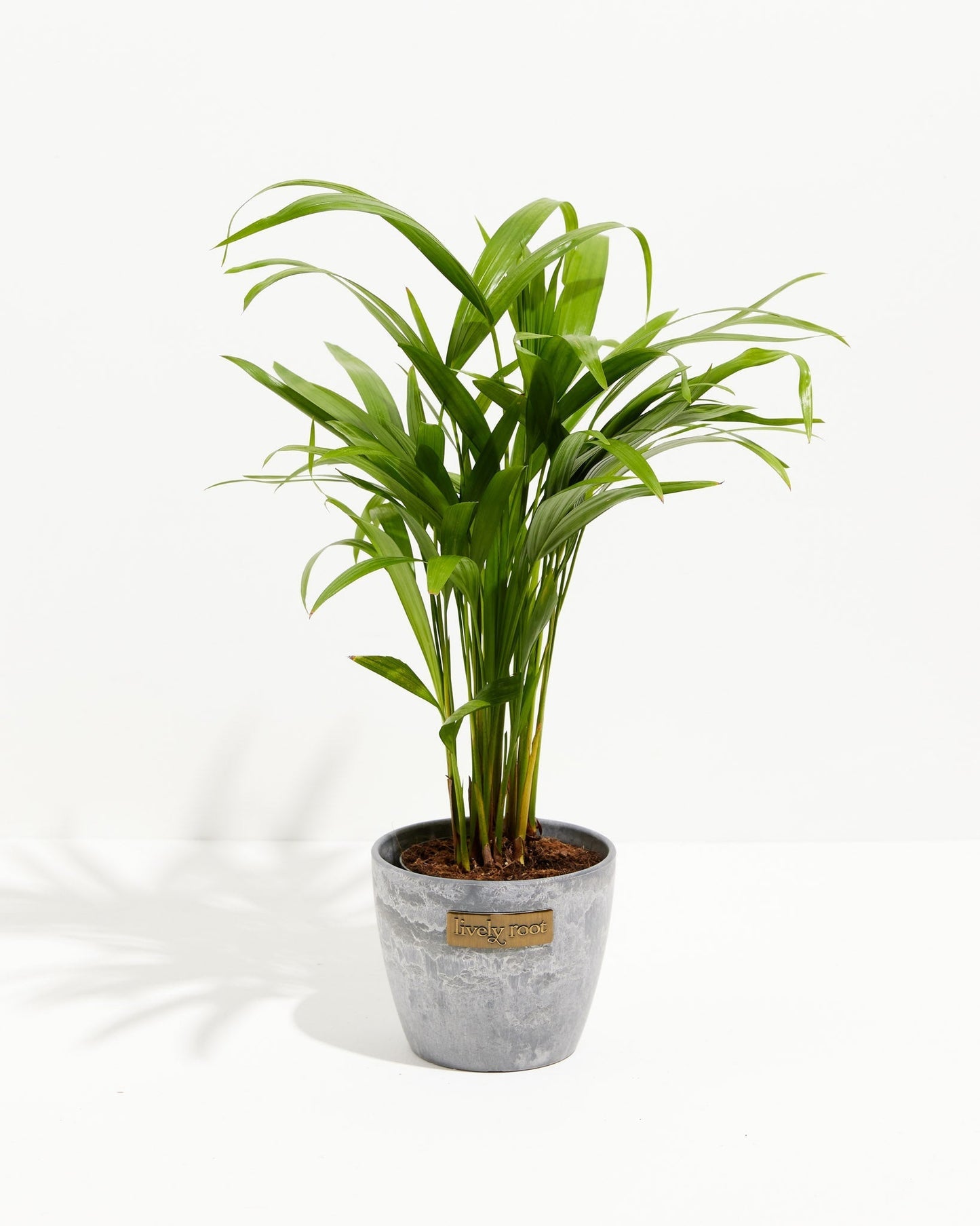 Lively Root - Areca Palm Indoor Tree