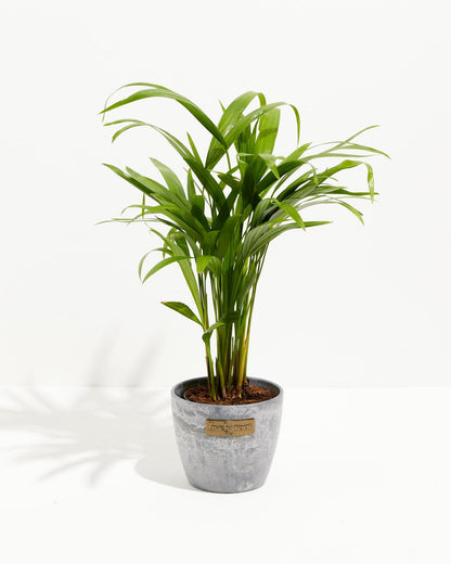 Lively Root - Areca Palm Indoor Tree
