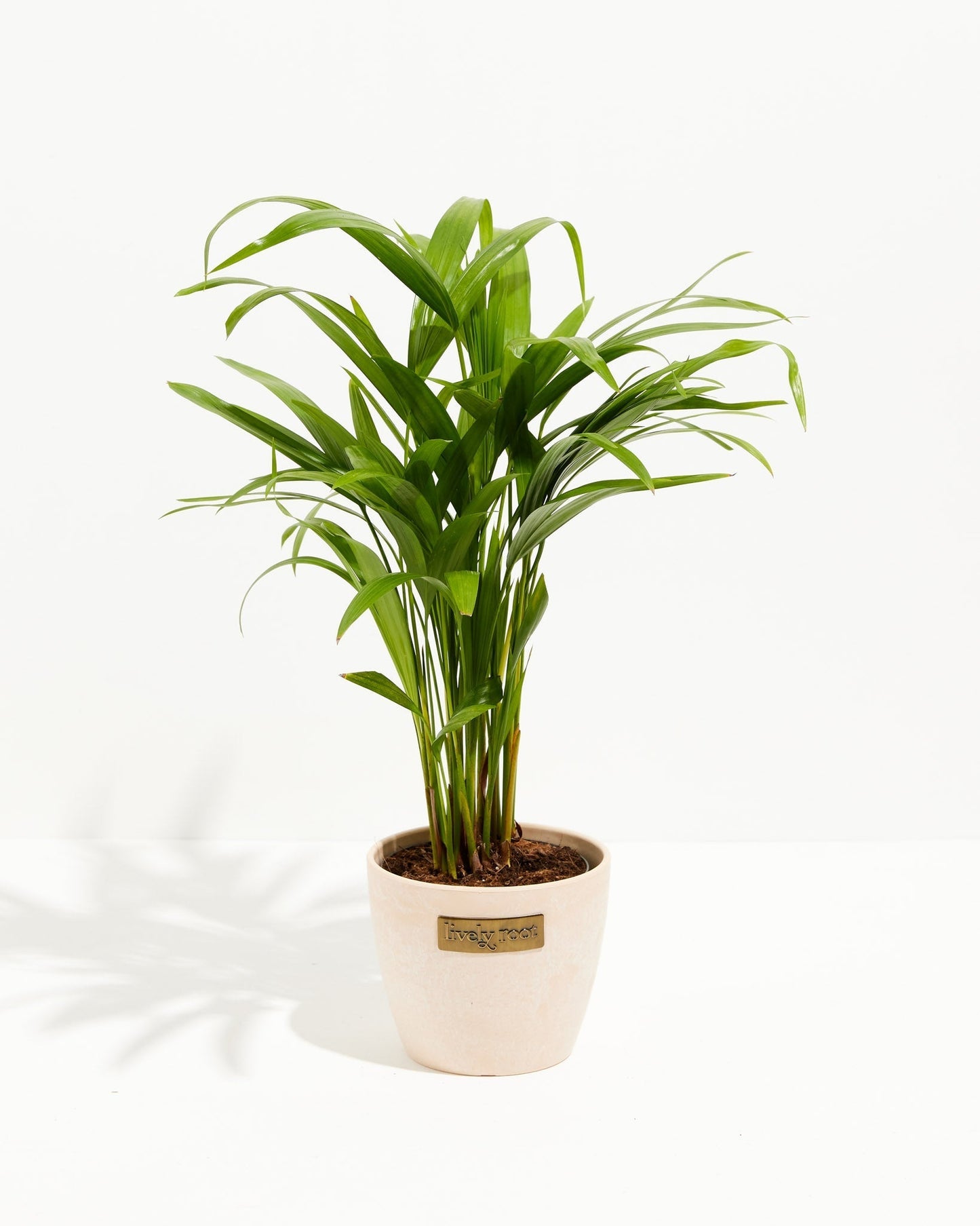 Lively Root - Areca Palm Indoor Tree