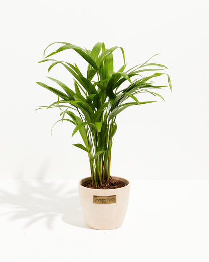 Lively Root - Areca Palm Indoor Tree