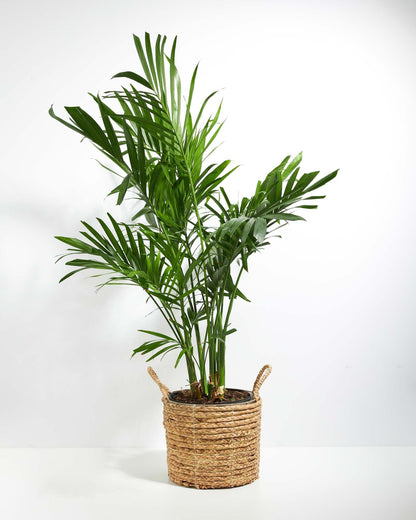 Lively Root - Areca Palm Indoor Tree