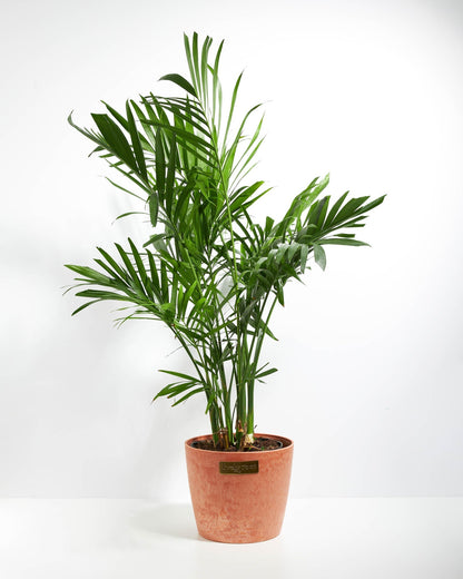 Lively Root - Areca Palm Indoor Tree