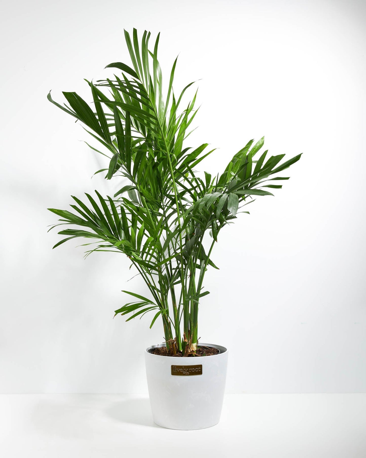 Lively Root - Areca Palm Indoor Tree