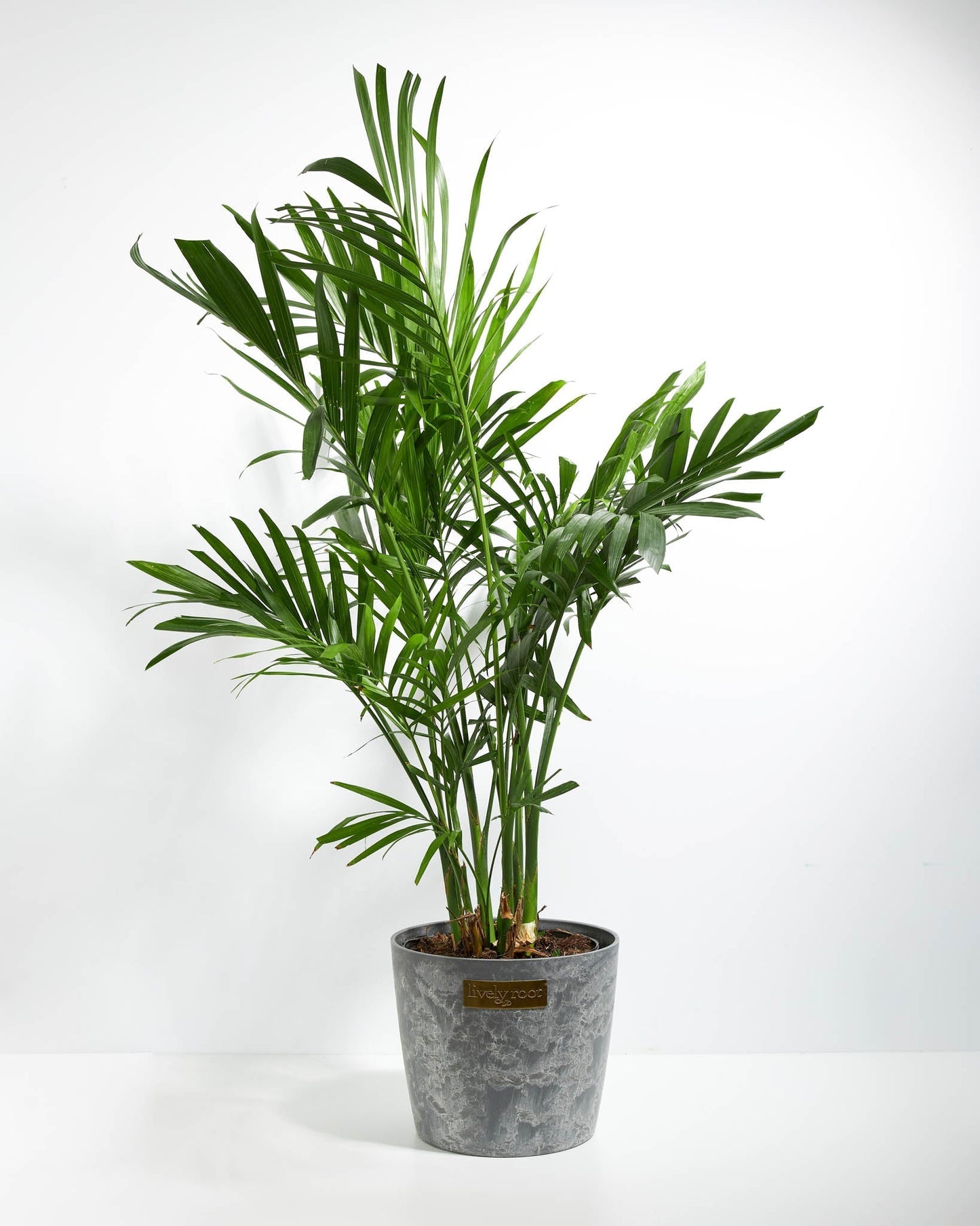 Lively Root - Areca Palm Indoor Tree