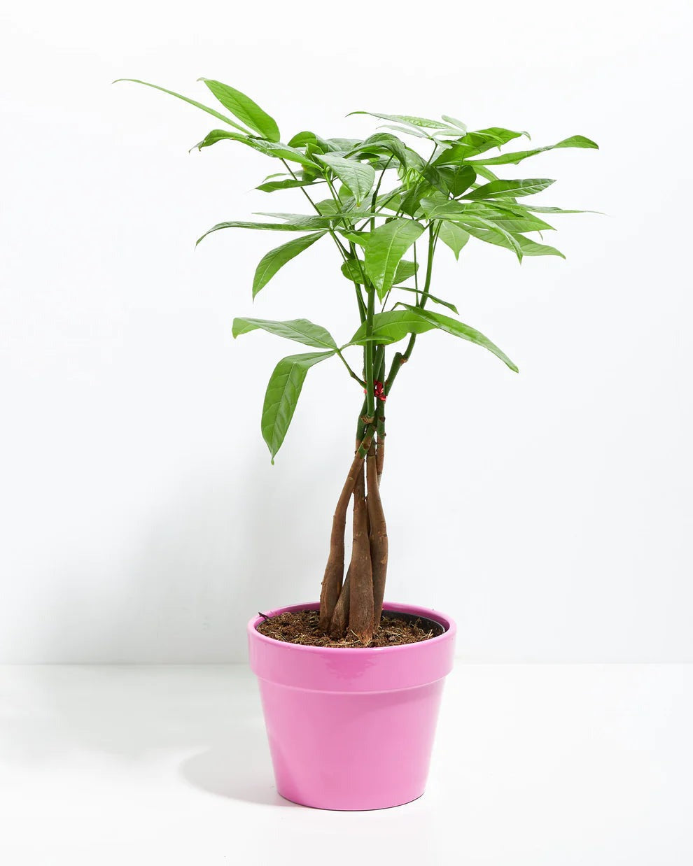 Lively Root - Money Tree Plant