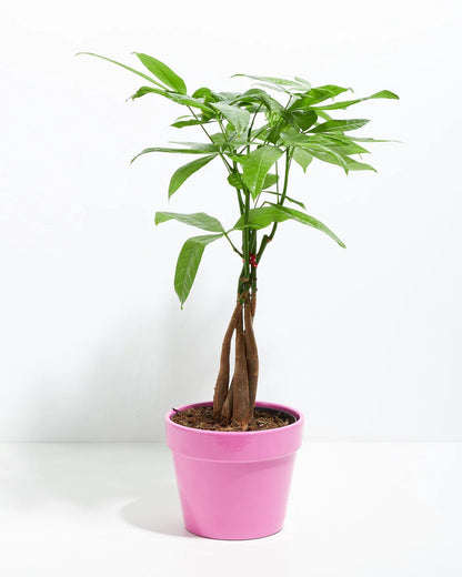 Lively Root - Money Tree Plant