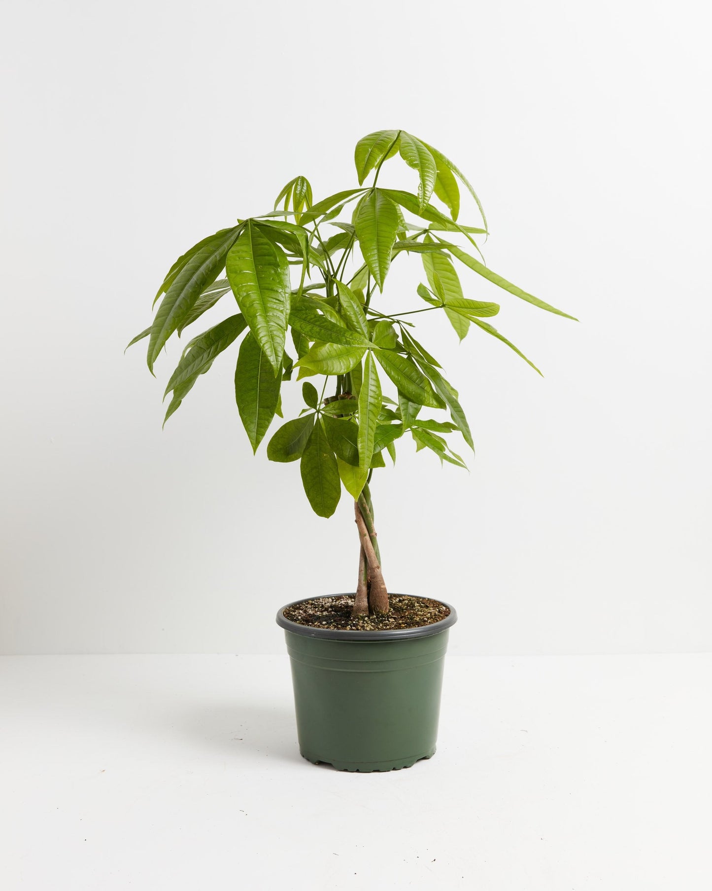 Lively Root - Money Tree Plant