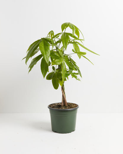 Lively Root - Money Tree Plant