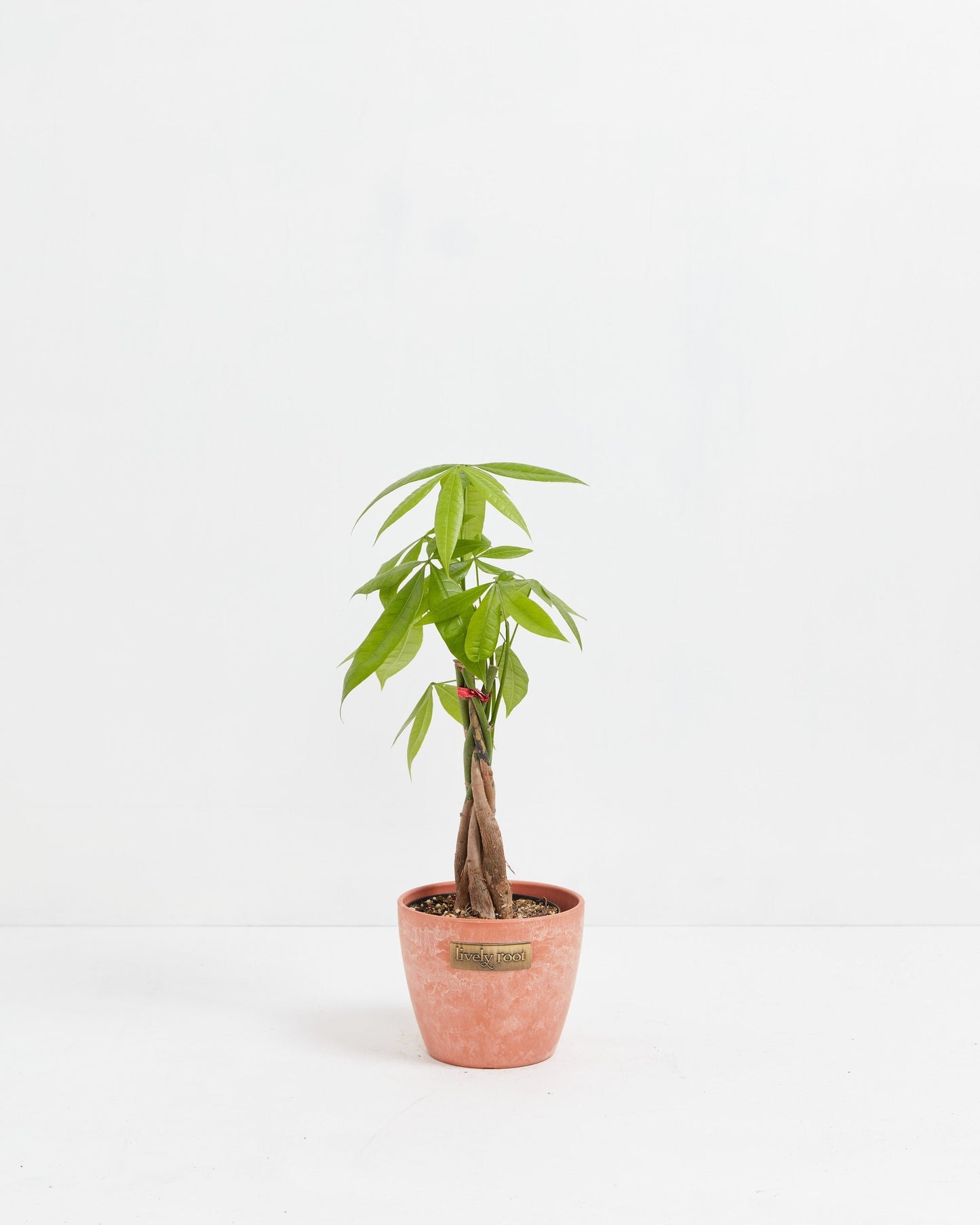 Lively Root - Money Tree Plant