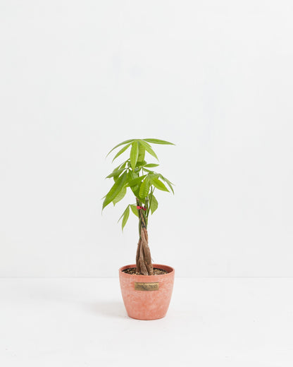 Lively Root - Money Tree Plant