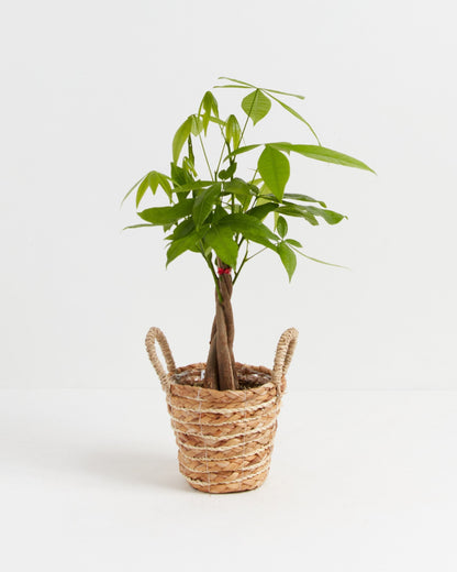Lively Root - Money Tree Plant