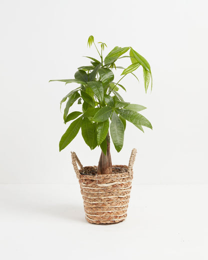 Lively Root - Money Tree Plant
