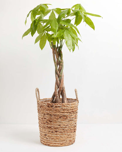 Lively Root - Money Tree Plant