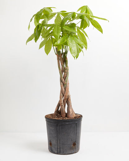 Lively Root - Money Tree Plant