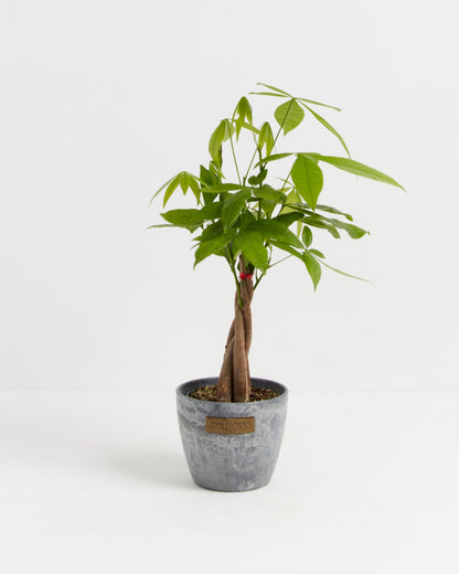Lively Root - Money Tree Plant