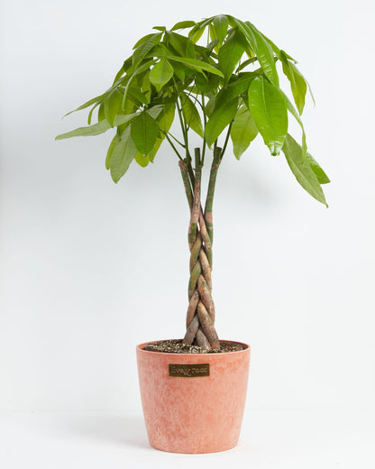 Lively Root - Money Tree Plant