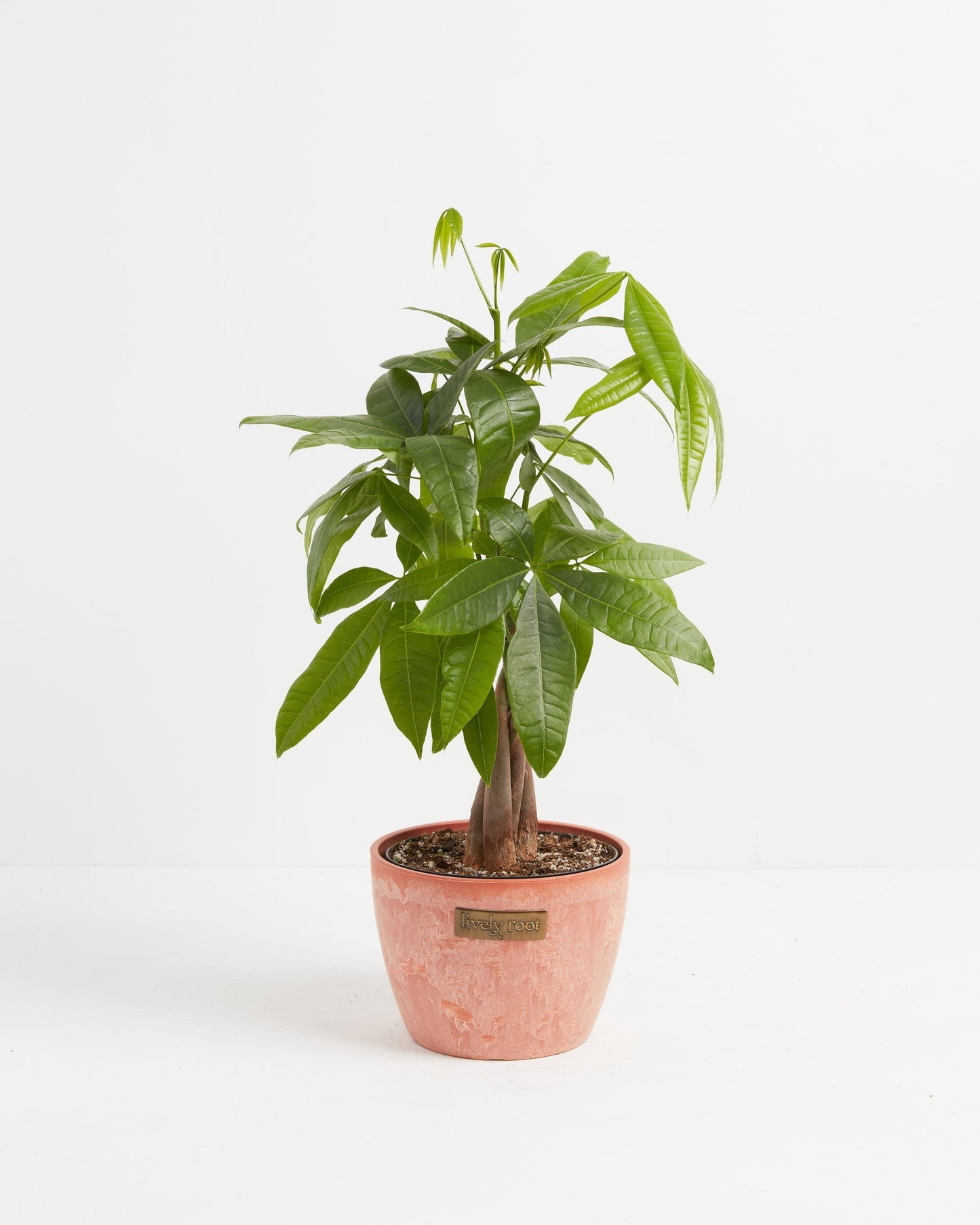 Lively Root - Money Tree Plant