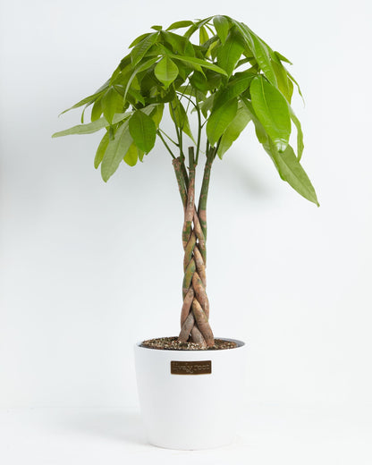 Lively Root - Money Tree Plant