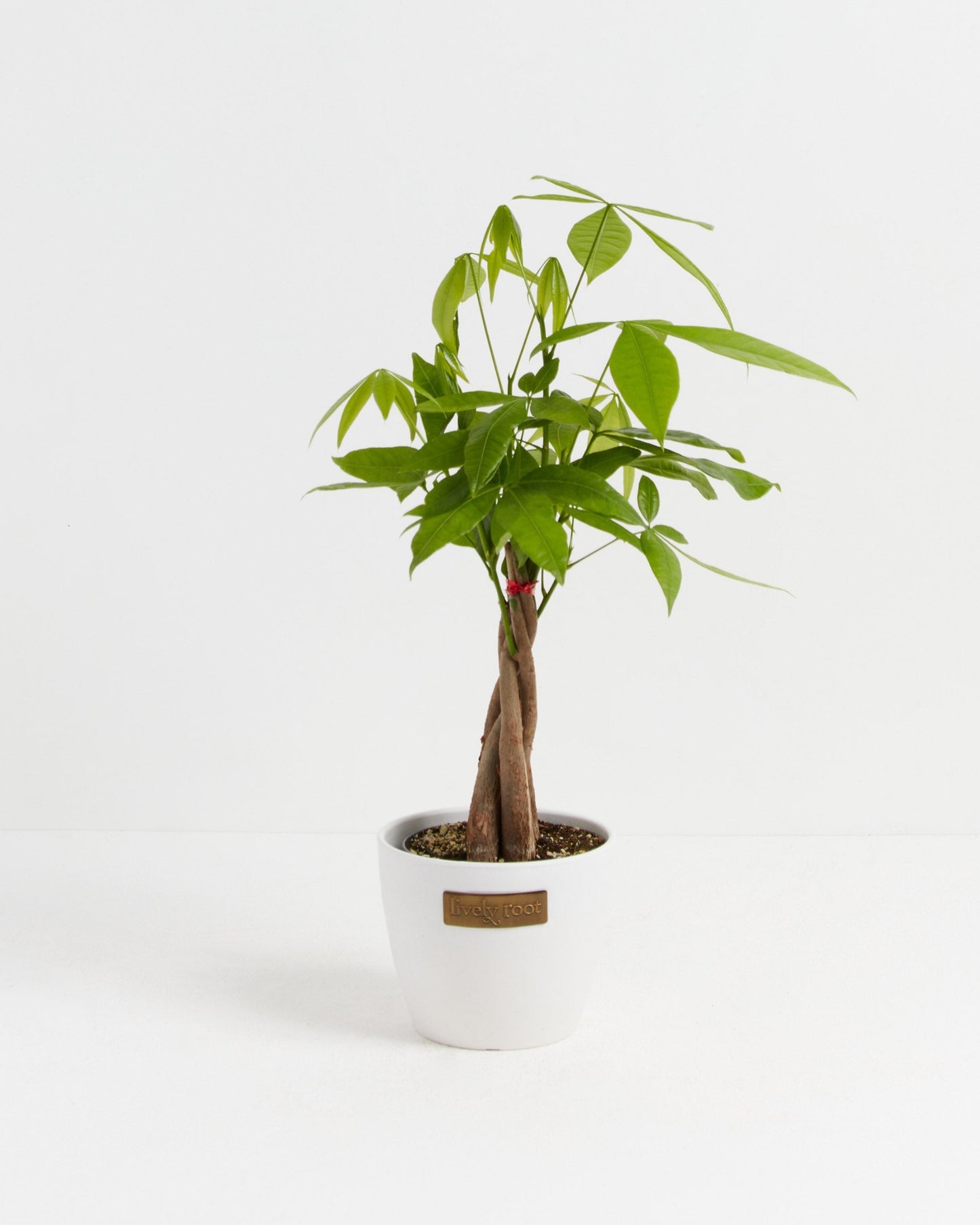 Lively Root - Money Tree Plant