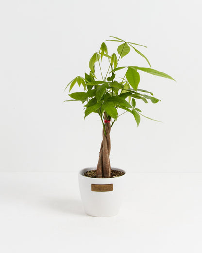 Lively Root - Money Tree Plant