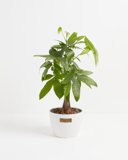 Lively Root - Money Tree Plant