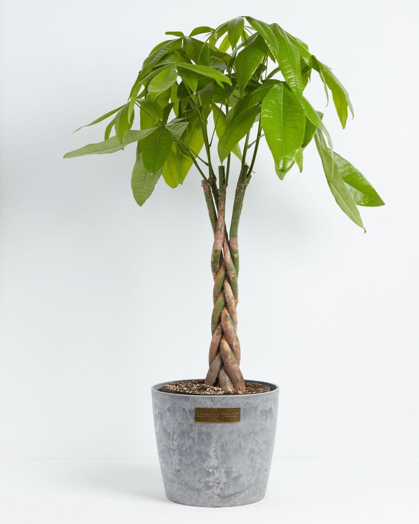 Lively Root - Money Tree Plant