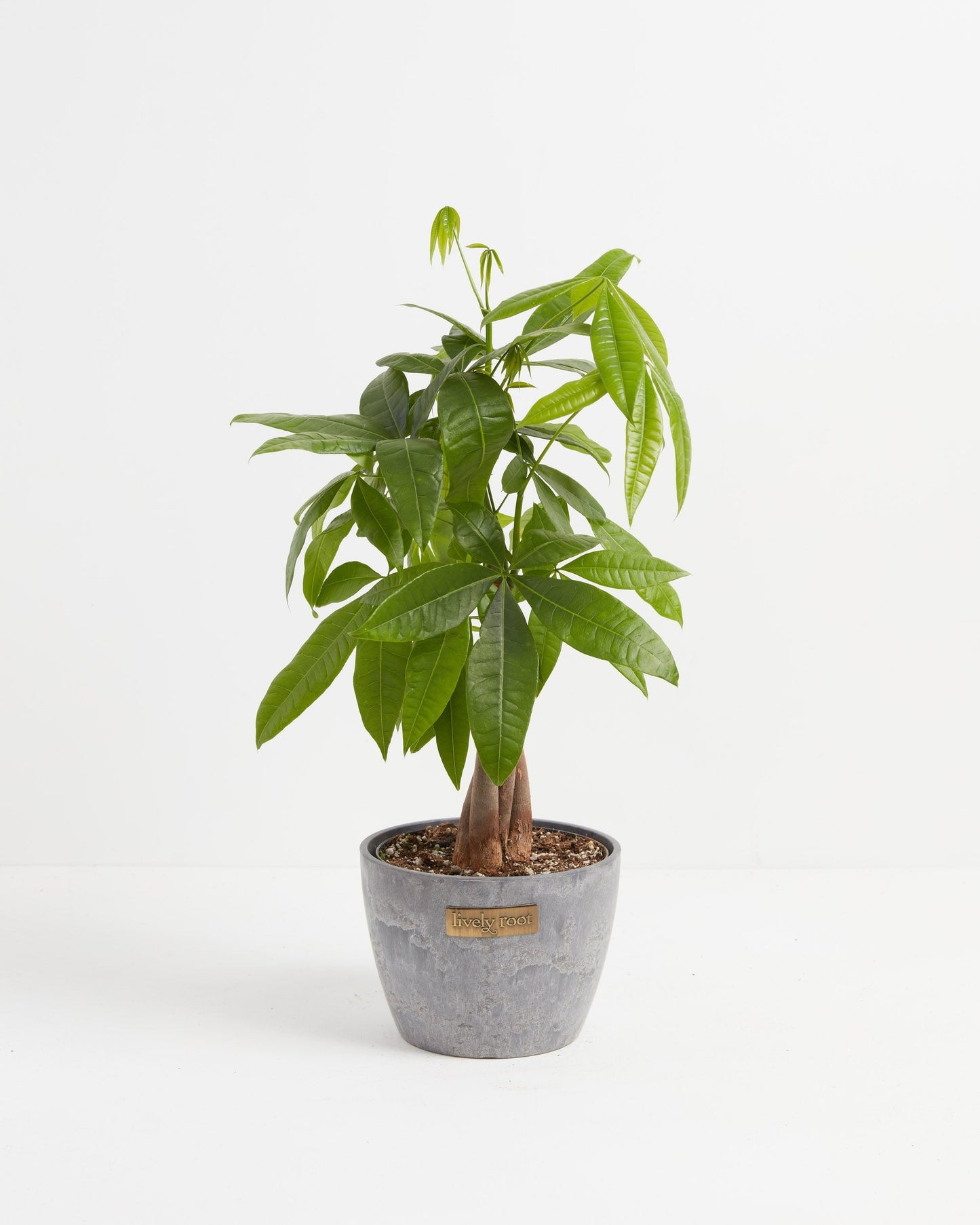 Lively Root - Money Tree Plant