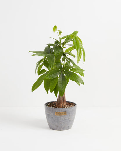 Lively Root - Money Tree Plant