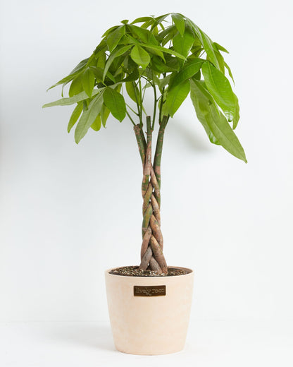 Lively Root - Money Tree Plant
