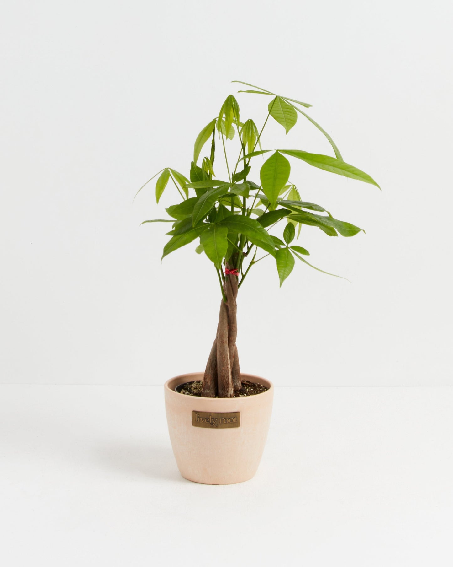 Lively Root - Money Tree Plant
