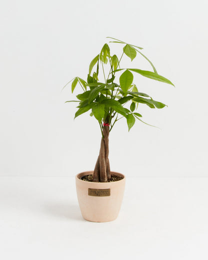 Lively Root - Money Tree Plant