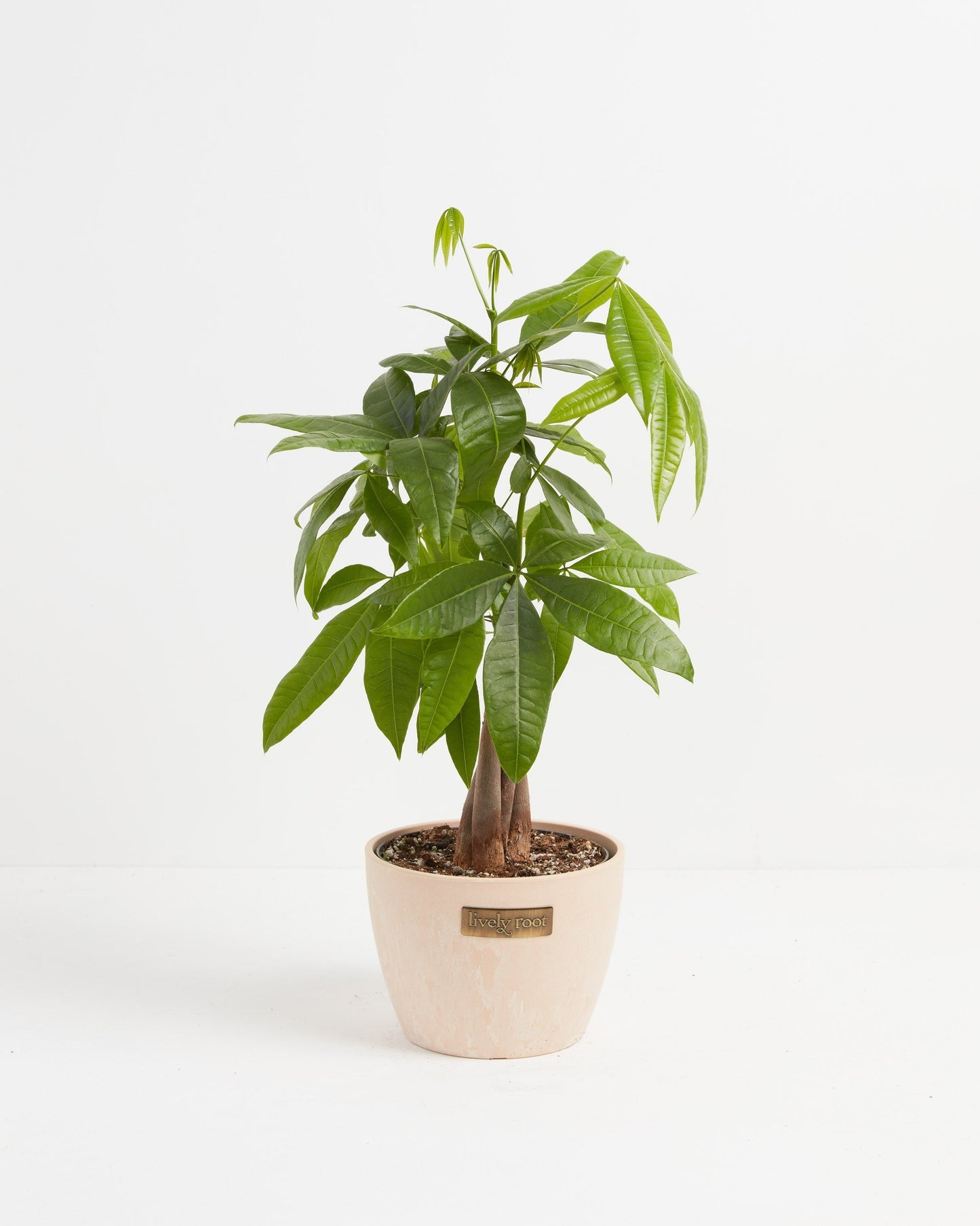 Lively Root - Money Tree Plant