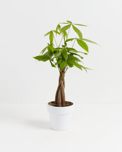 Lively Root - Money Tree Plant