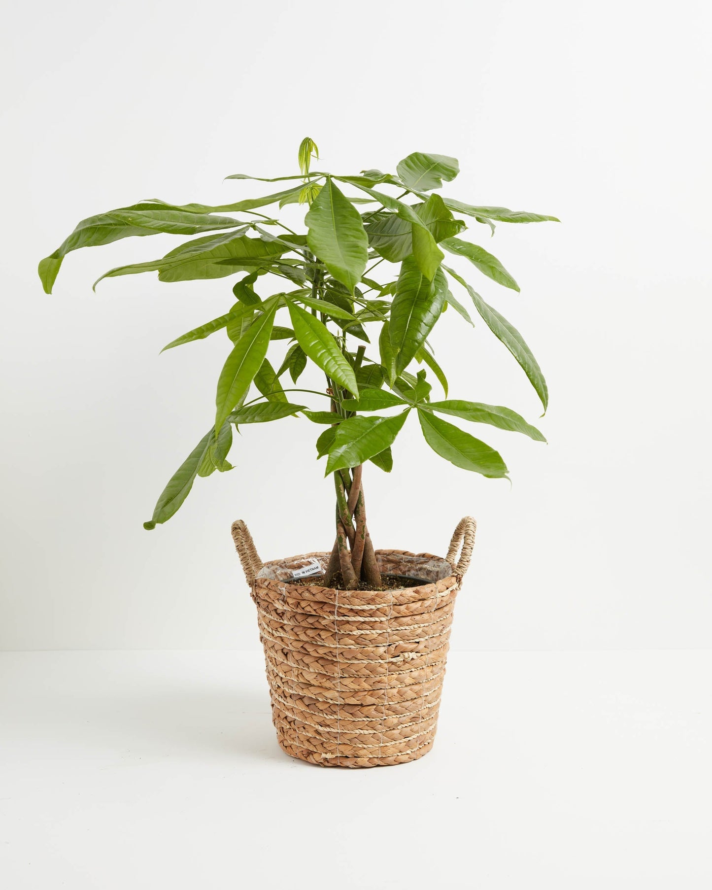 Lively Root - Money Tree Plant