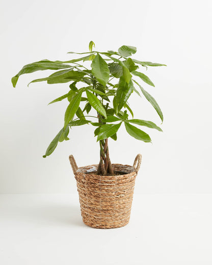 Lively Root - Money Tree Plant