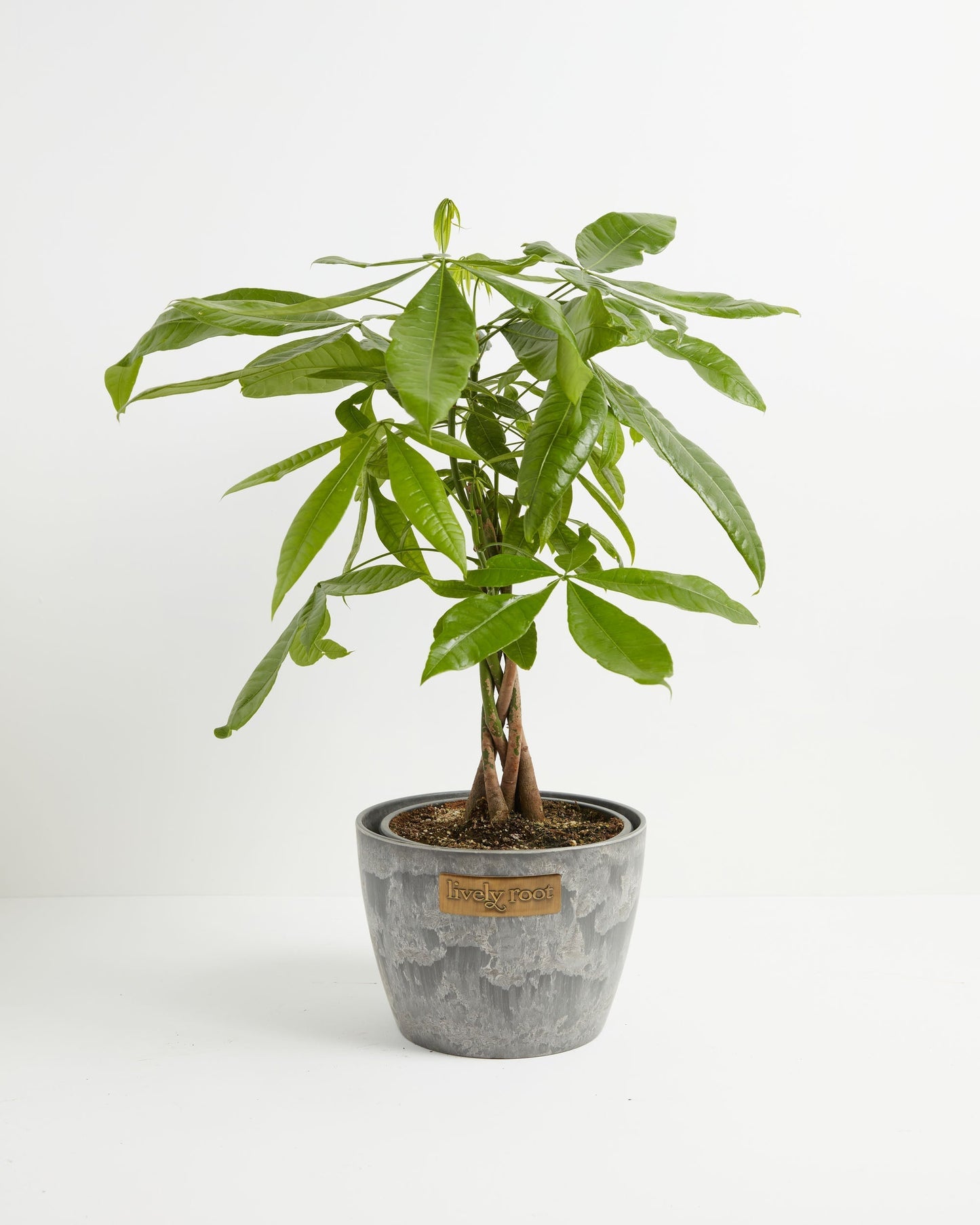 Lively Root - Money Tree Plant