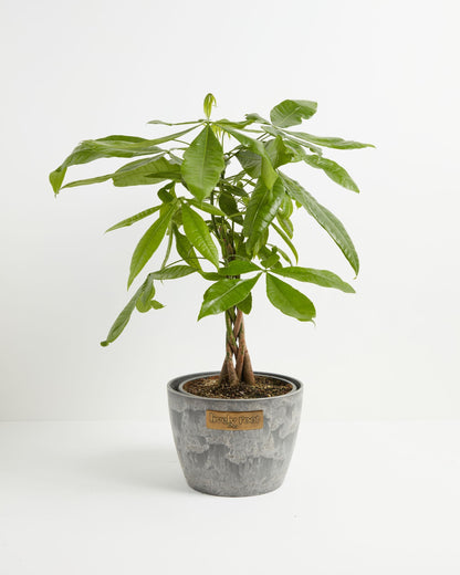 Lively Root - Money Tree Plant