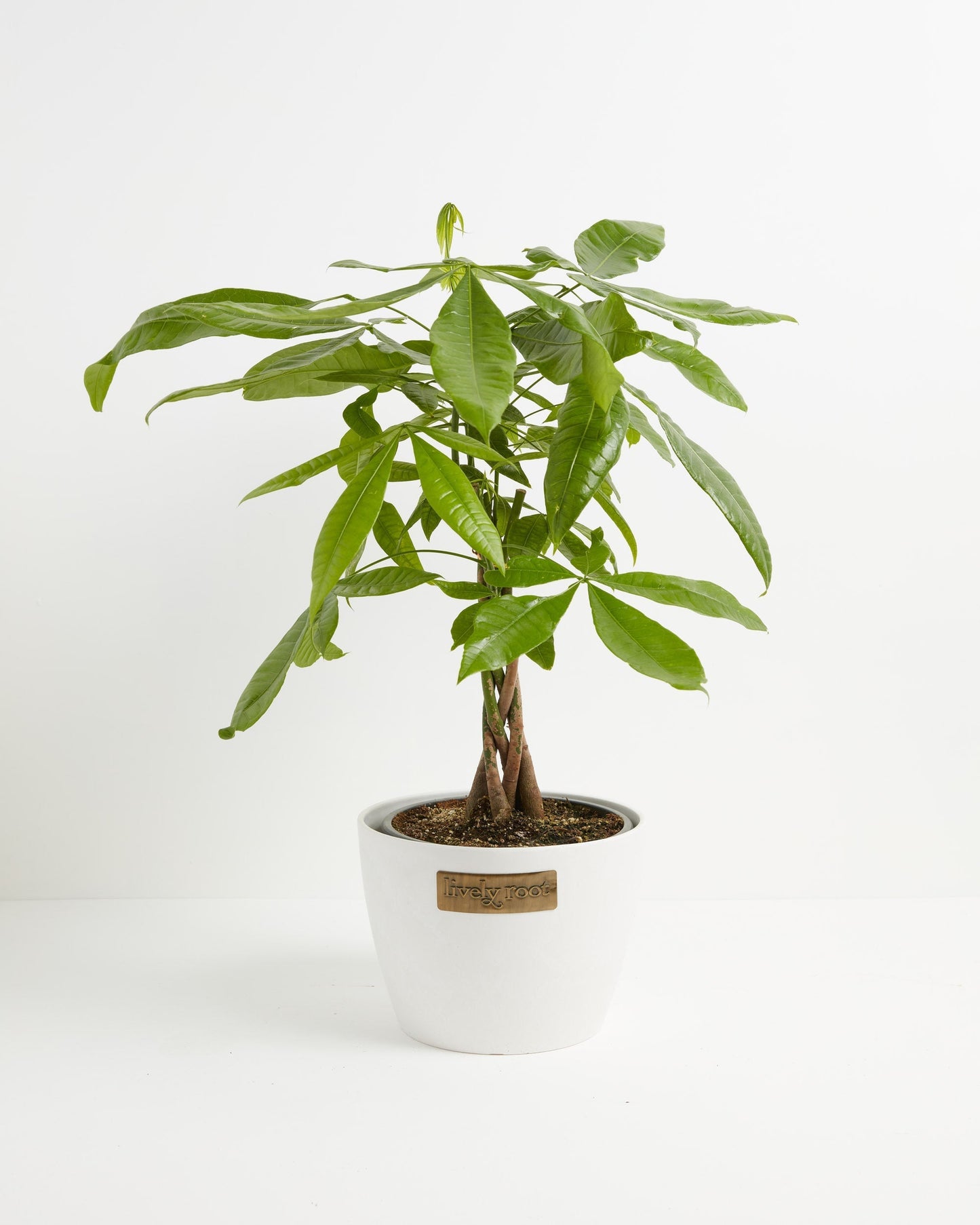 Lively Root - Money Tree Plant